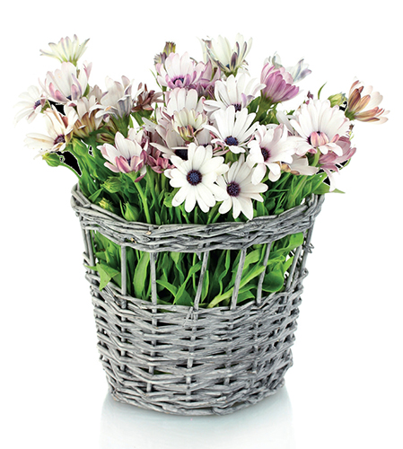 Proutěné košíky vyložené igelitem se využívají spíše jako obaly na květináče.