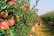 Ještě než se dočkáte zasloužené sklizně, nezapomeňte provést probírku malých plůdků, které stromy nadměrně vysilují.