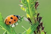 Přirození nepřátelé škůdců se k ochraně rostlin využívají především v přírodních zahradách.