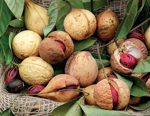 Zdrojem známého koření označovaného jako muškátový oříšek a muškátový květ jsou plody stálezeleného stromu Myristica fragrans. Zdrojem známého koření označovaného jako muškátový oříšek a muškátový květ jsou plody stálezeleného stromu Myristica fragrans.