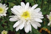 Leucanthemum maximum