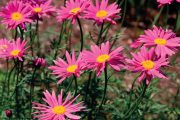 Kopretina červená (Tanacetum coccineum, také Chrysanthemum coccineum) pochází z hornatého Kavkazu.