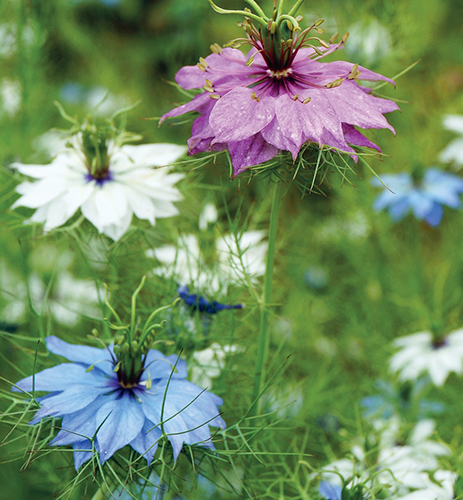 Vybírejte hojně kvetoucí a zajímavé letničky, jako je třeba černucha damascénská s výraznými semeníky.