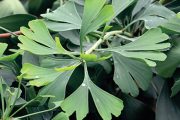 Neobvyklé listy jinanu (Ginkgo biloba) přitahují mnoho pěstitelů, z nichž mnozí tento mystický strom pěstují i na zahradě.
