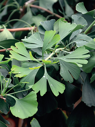 Neobvyklé listy jinanu (Ginkgo biloba) přitahují mnoho pěstitelů, z nichž mnozí tento mystický strom pěstují i na zahradě. Neobvyklé listy jinanu (Ginkgo biloba) přitahují mnoho pěstitelů, z nichž mnozí tento mystický strom pěstují i na zahradě.