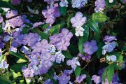 Brunfelsia grandiflora,