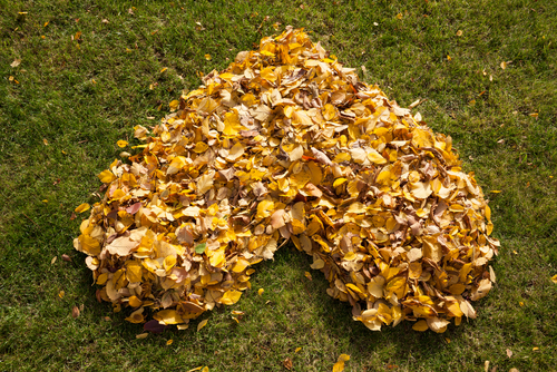 Spadané listí perfektně doplní kompost nebo namulčuje přírodní výsadbu.