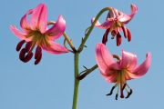 U nás se ve světlých hájích setkáte nejčastěji s lilií zlatohlavou (Lilium martagon).