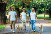 Služba Doginni.cz zprostředkovává nejen hlídání a venčení psů, ale i trénink a další doplňkové služby péče o psa.