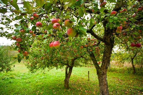 V jedlém lese se uplatňují také tradiční ovocné stromy.