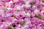 Pověstná bulharská růže druhu Rosa damascena se pěstuje na úpatí vysokých hor v Údolí růží