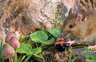 kde tuší dostatek potravy. Na podzim se myši stahují k lidským obydlím, Metod, jak jim zabránit, aby bydlely s vámi, existuje více.