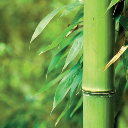 Mnohé z tradičních bambusů přečkají i tuzemskou zimu.