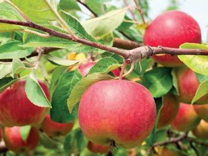 Jabloně – klíčem k úspěšnému pěstování jabloní je vhodná podnož.