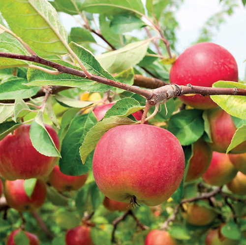 Jabloně – klíčem k úspěšnému pěstování jabloní je vhodná podnož.