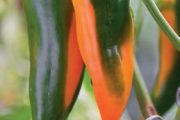 Mezi paprikami si přednostně vyberte zajímavé odrůdy.