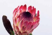 Za symbol Jižní Afriky se považuje druh Protea cynaroides