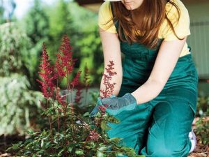 Pro práci na zahradě byste měli mít připraveno několik druhů rukavic. Na pletí se hodí pogumované, na stříhání růží kožené a na držení motyky látkové.