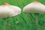 Na podzim se mohou v trávníku objevit plodnice hub. Jejich výskyt razantně omezí obyčejné trávníkové hnojivo.