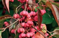 brslen evropský (Euonymus europaeus)