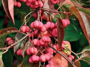 brslen evropský (Euonymus europaeus)