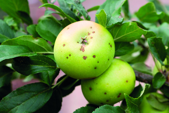 Málo vápníku způsobuje hořkou pihovitost jablek.