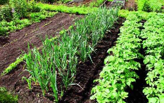 Střídmé hnojení ve správný čas - to by měla být zásada každého zahradníka.