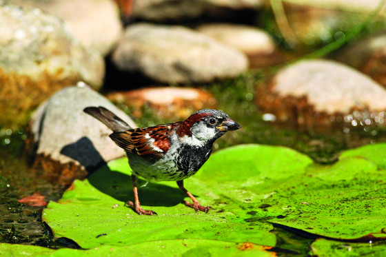 Ptáci ocení mělčinu a pozvolný břeh, kde se mohou napít
