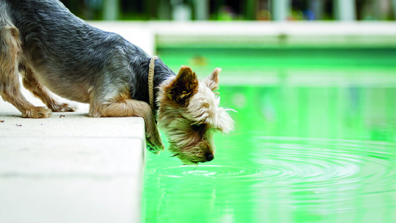 Stačí neopatrně hozená hračka nebo velká žízeň a k bazénu se přiblíží i ten sebeopatrnější pes. 
