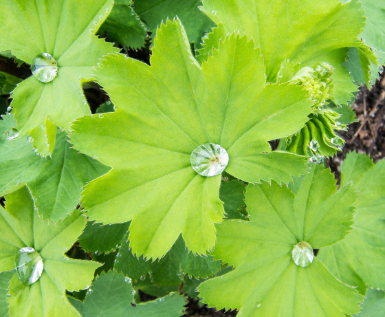 Leaves of Common Lady's Mantle with water drops on the upper surface