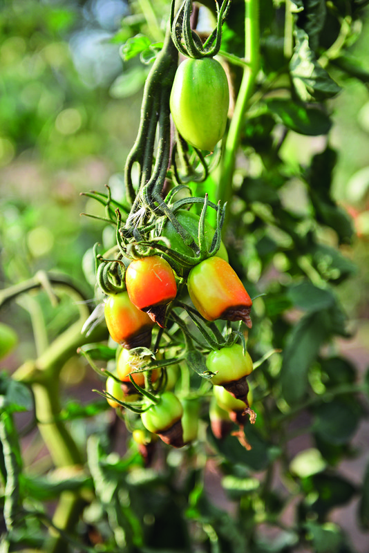 Kdy přestat hnojit rajčata?