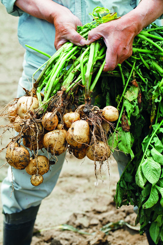 Co se může pěstovat po bramborách?