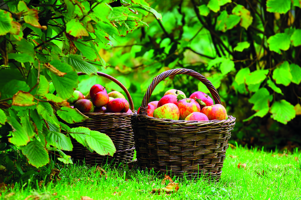 Kdy je nejlepší doba na trhání ovoce? | Flóra na zahradě