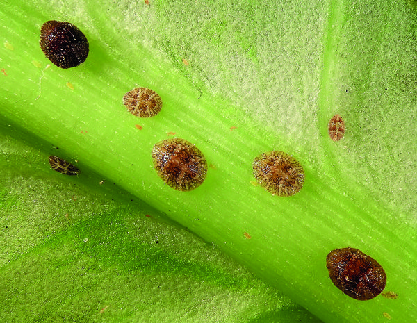 paraziti rostlin