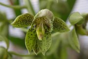 Catasetum