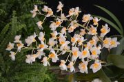 Dendrobium thyrsiflorum