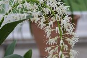 Dendrobium speciosum