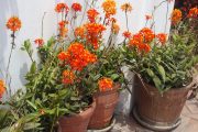 Epidendrum radicans