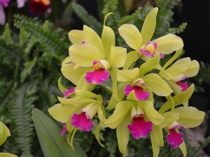 Orchidej