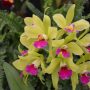 Orchidej
