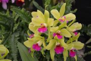 Pilaeeliocattleya