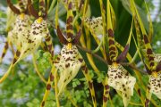 Brassia