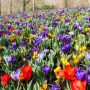 Keukenhof