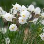 Narcisy