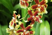 Orchideje krásné a neznámé