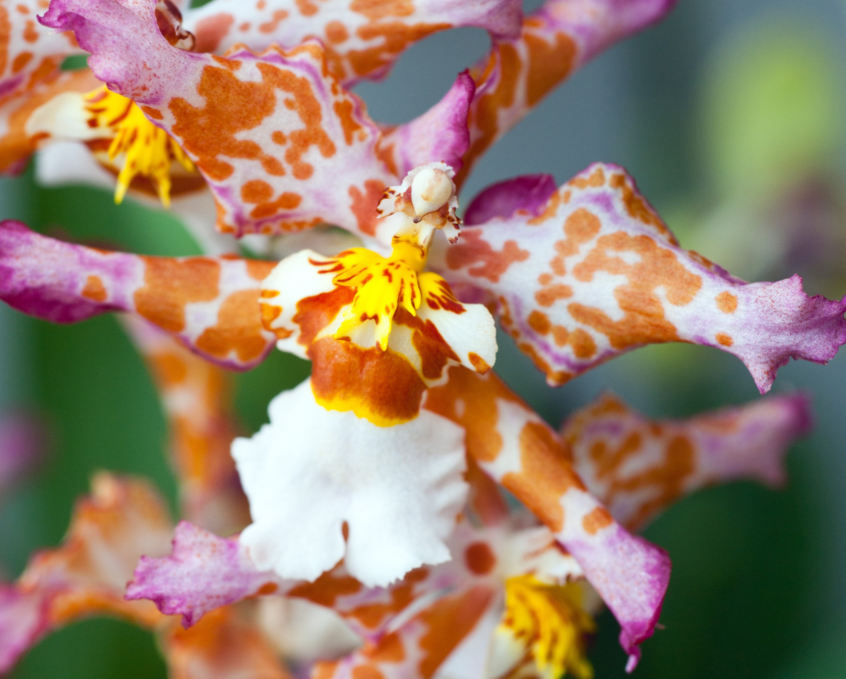 Orchideje krásné a neznámé