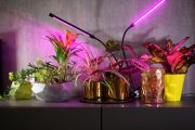 Za jaké osvětlení vám rostliny poděkují?