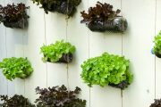 Zahradničení na zdi