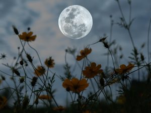 Znáte lunární zahradničení?
